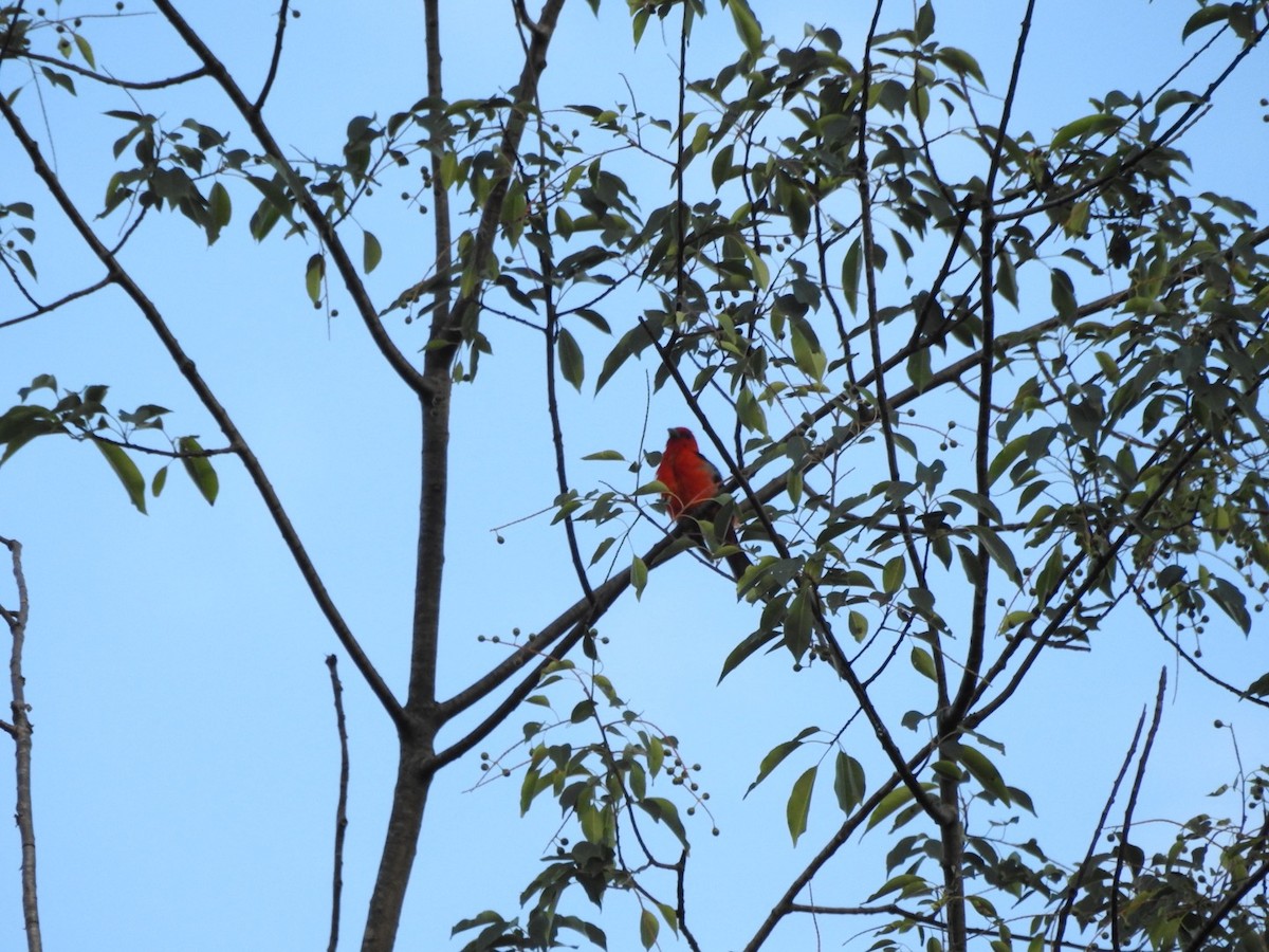 Scarlet Tanager - ML621084118