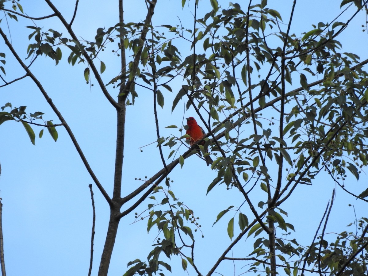 Scarlet Tanager - ML621084119