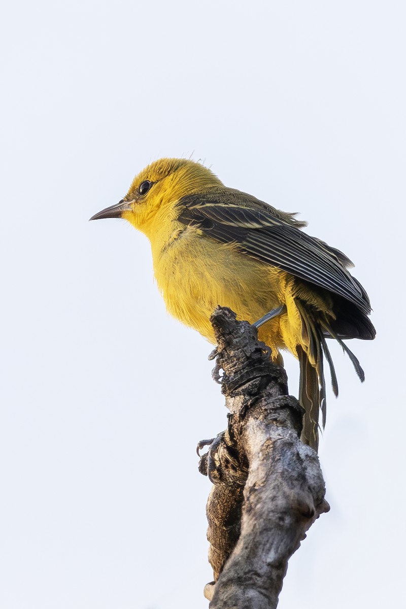 Orchard Oriole - ML621084127