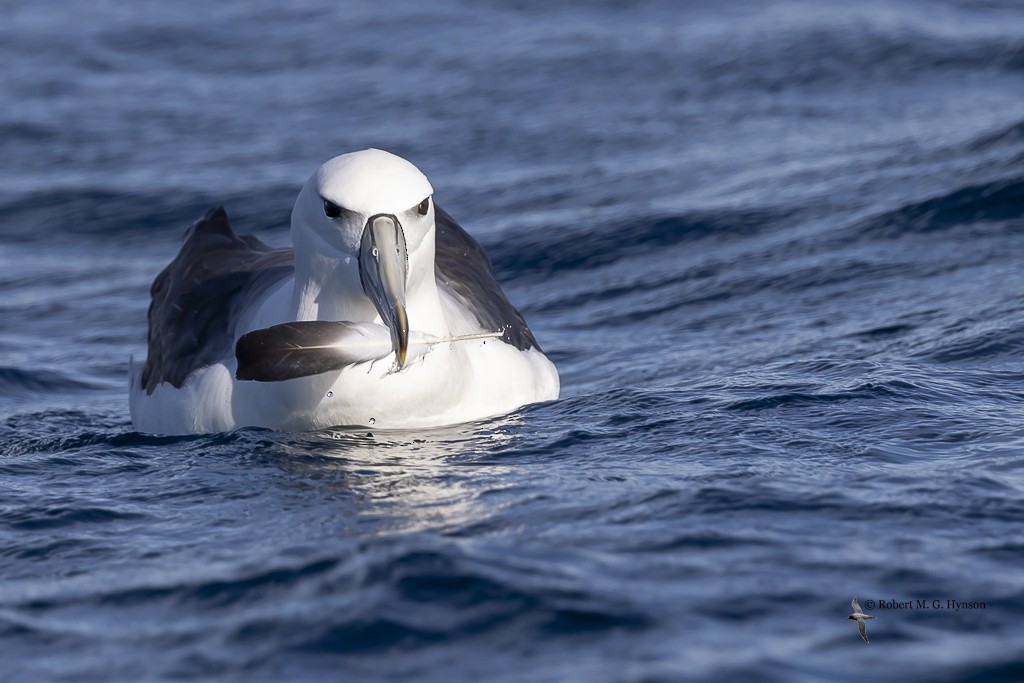White-capped Albatross - ML621084128