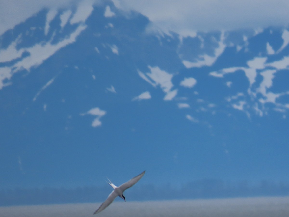 Arctic Tern - ML621084139