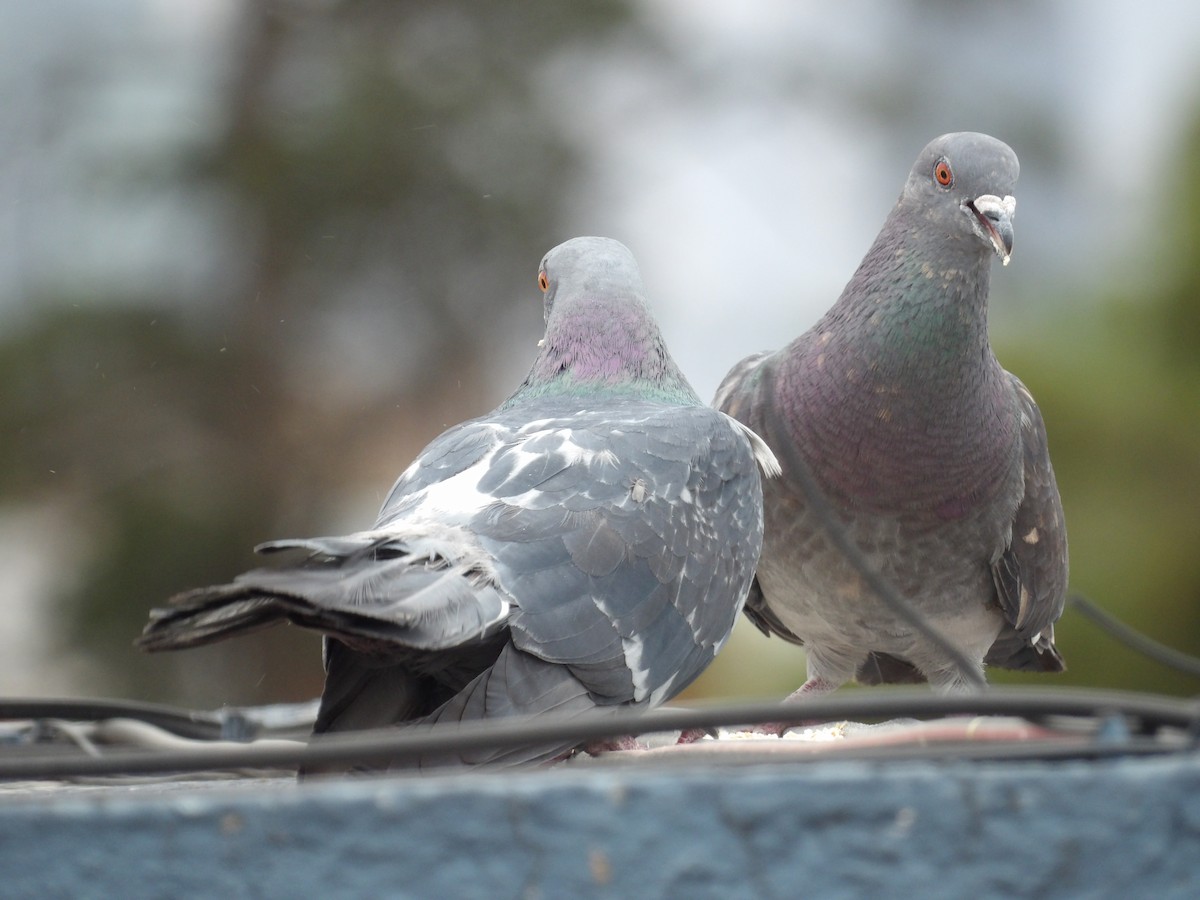 Rock Pigeon (Feral Pigeon) - ML621084154
