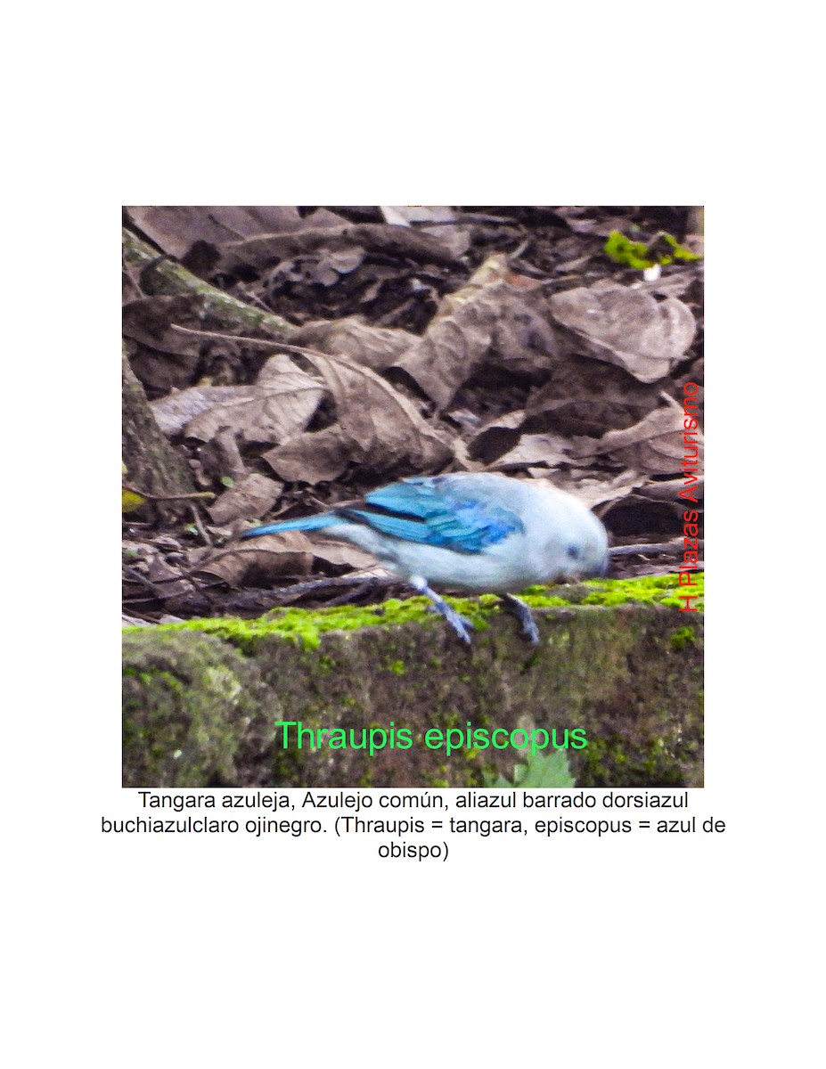 Blue-gray Tanager - Henry Plazas
