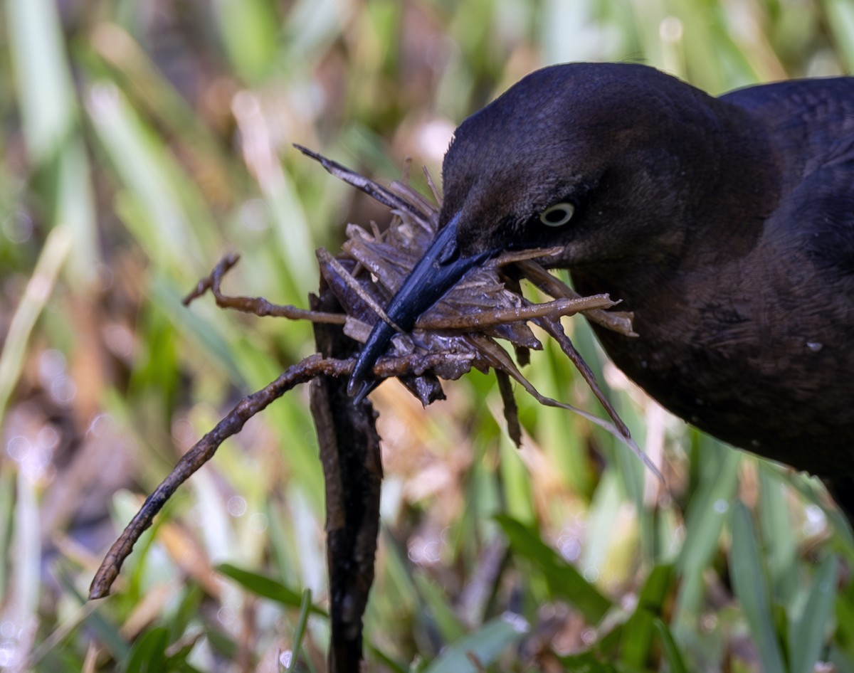 Great-tailed Grackle - ML621084213