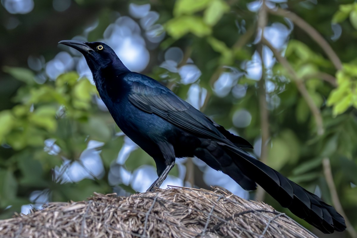 Great-tailed Grackle - ML621084214