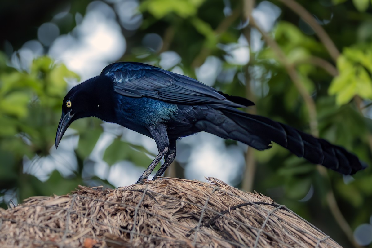 Great-tailed Grackle - ML621084215