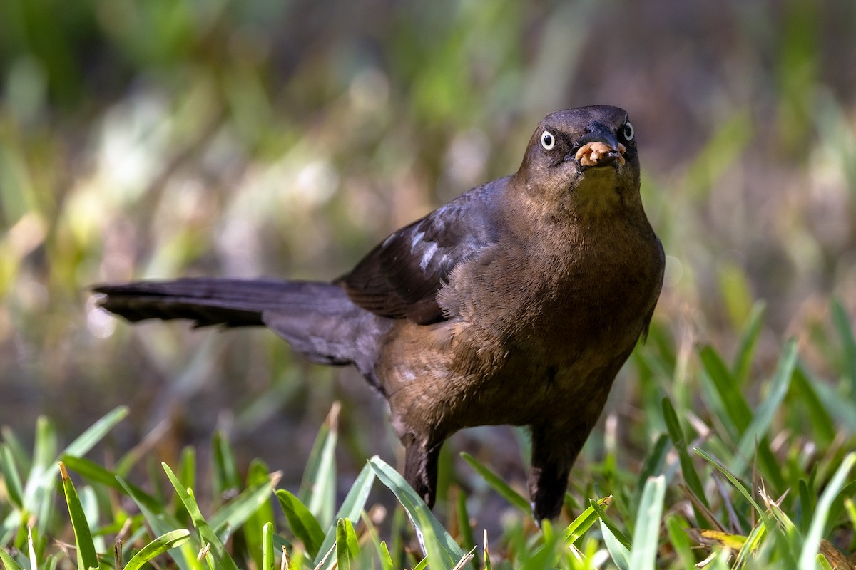 Great-tailed Grackle - ML621084219