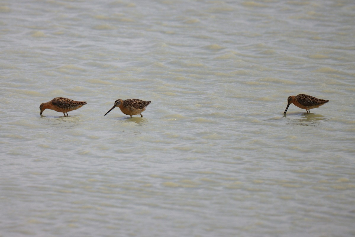 Long-billed Dowitcher - ML621084237