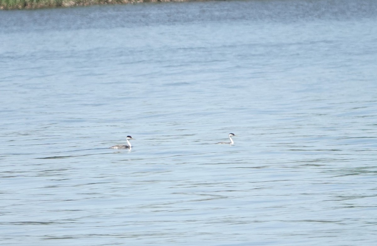 Western Grebe - ML621084243