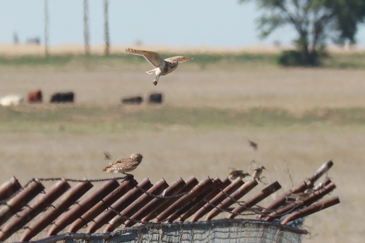 Burrowing Owl - ML621084274