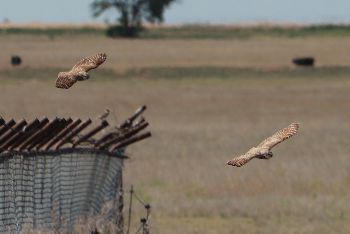 Burrowing Owl - ML621084277