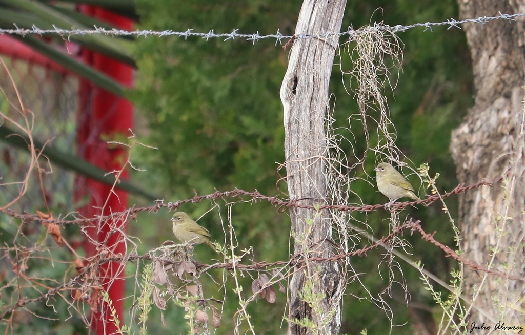 Yellow-faced Grassquit - ML621084280