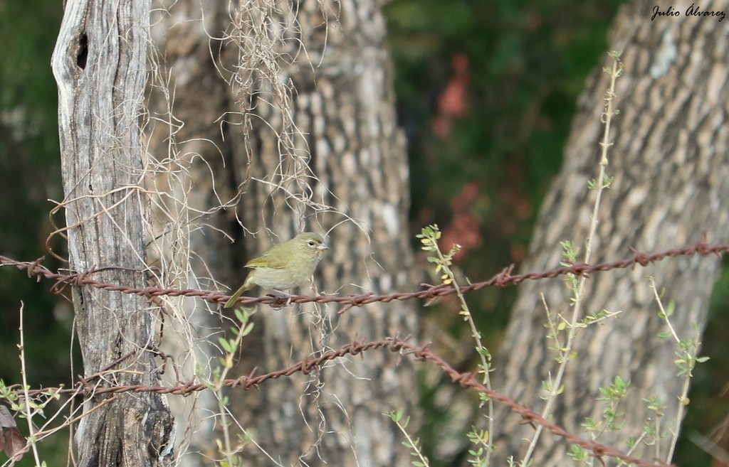 Yellow-faced Grassquit - ML621084315