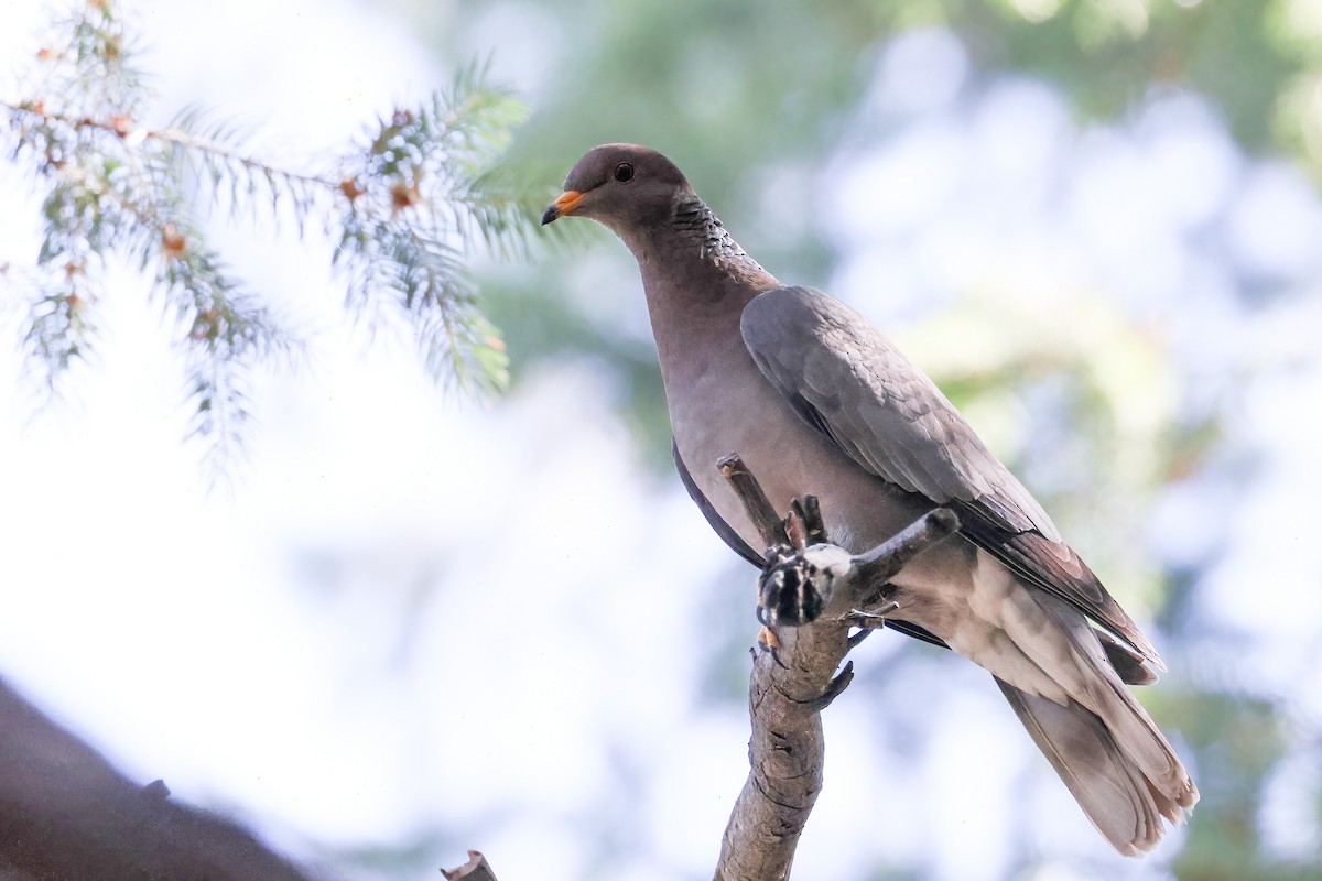 Band-tailed Pigeon - ML621084345