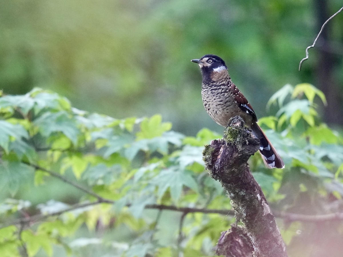 Spotted Laughingthrush - ML621084349