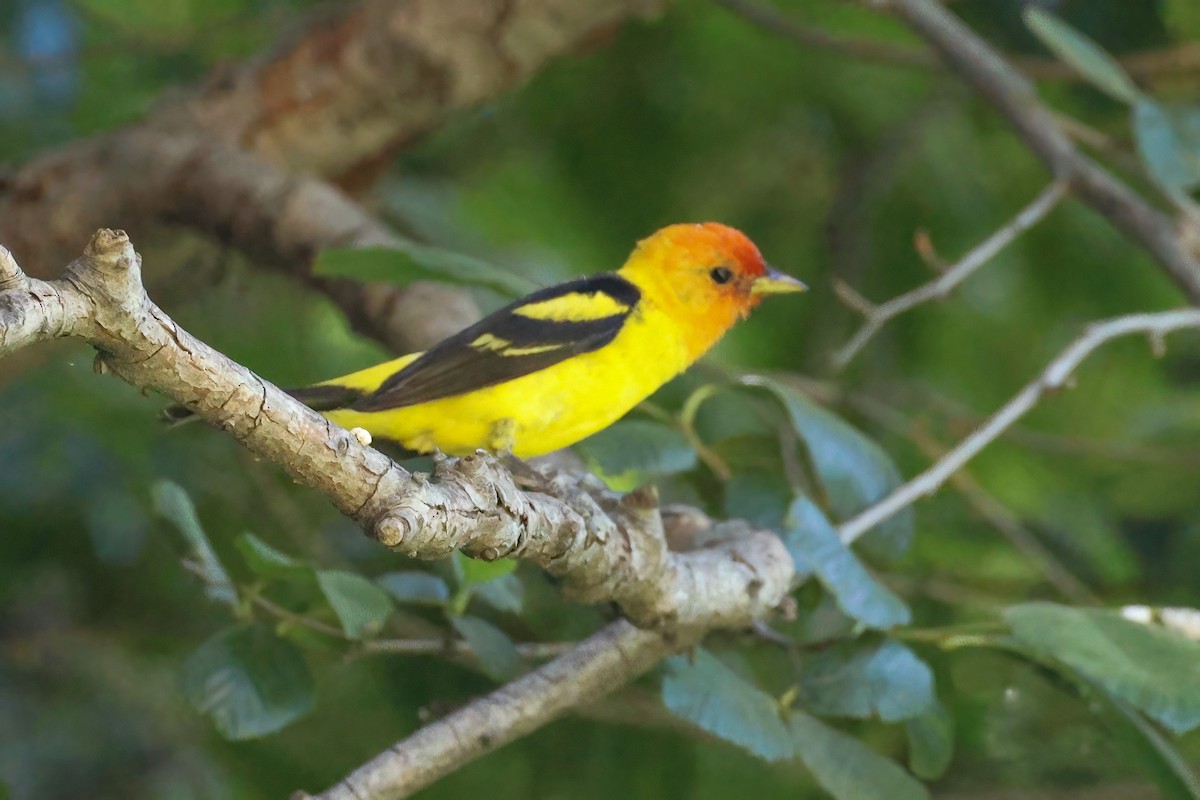 Western Tanager - ML621084352