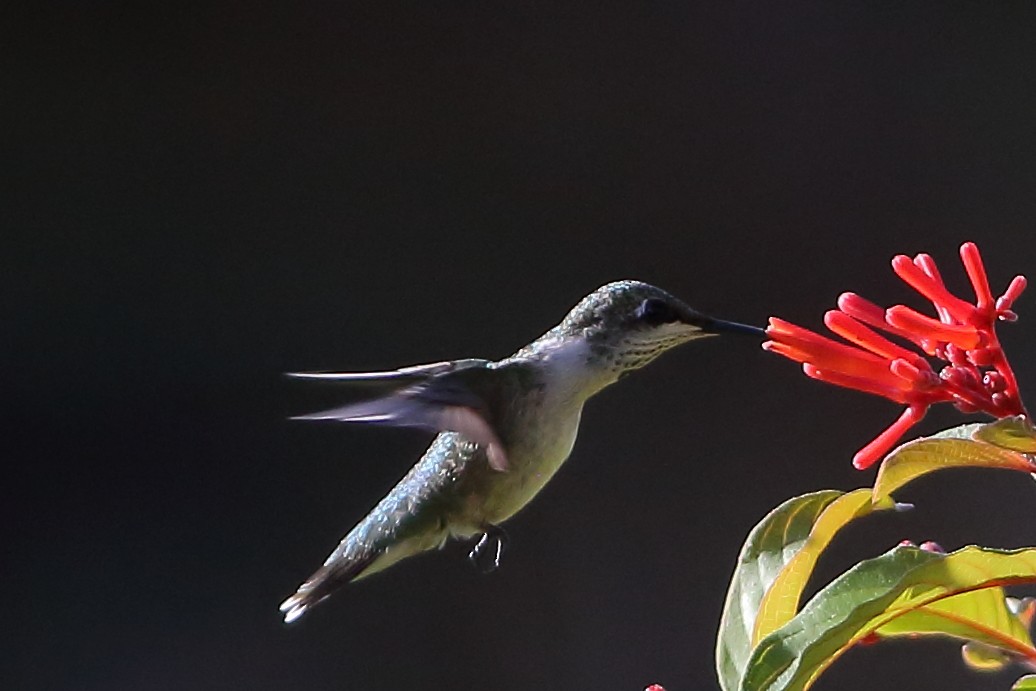 Ruby-throated Hummingbird - ML621084359