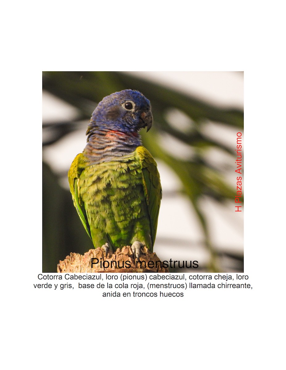 Папуга-червоногуз синьоголовий - ML621084386