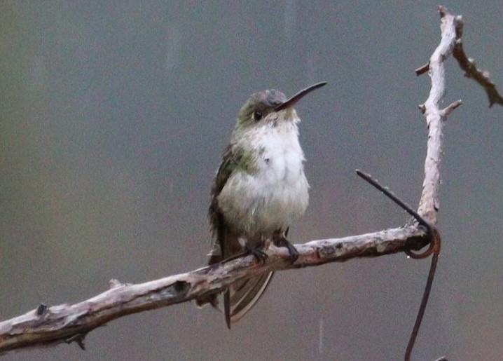 Green-and-white Hummingbird - ML621084397
