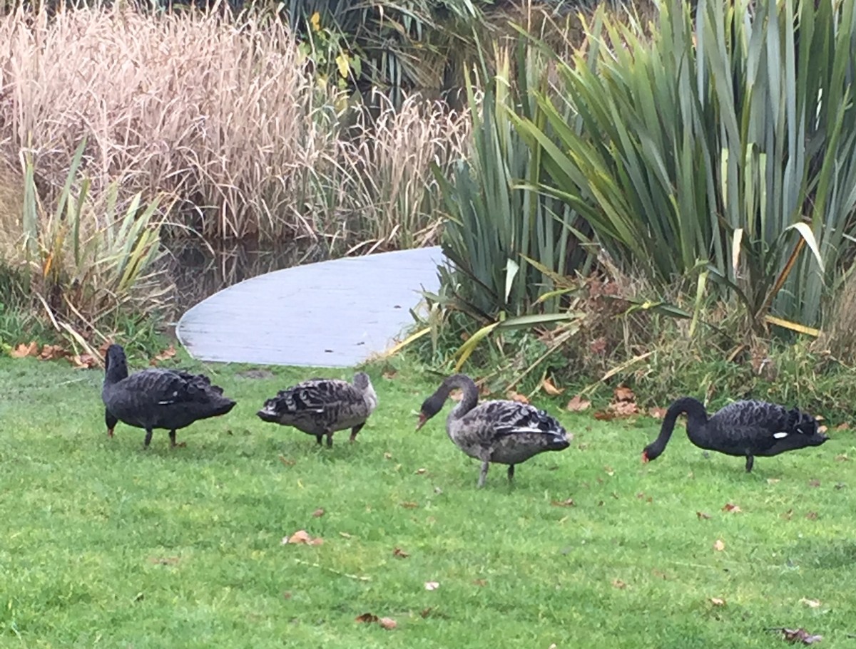 Black Swan - Bev Alexander