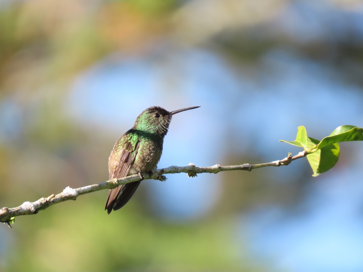 Green-bellied Hummingbird - ML621084431