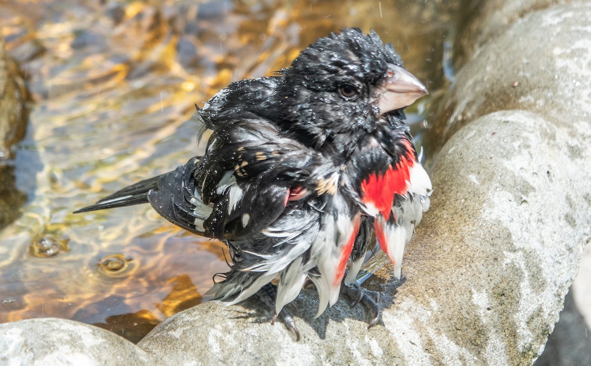 Rose-breasted Grosbeak - ML621084433