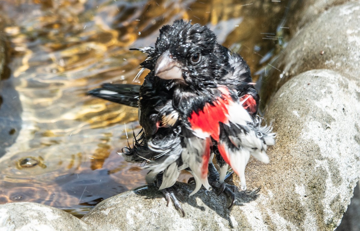 Rose-breasted Grosbeak - ML621084435