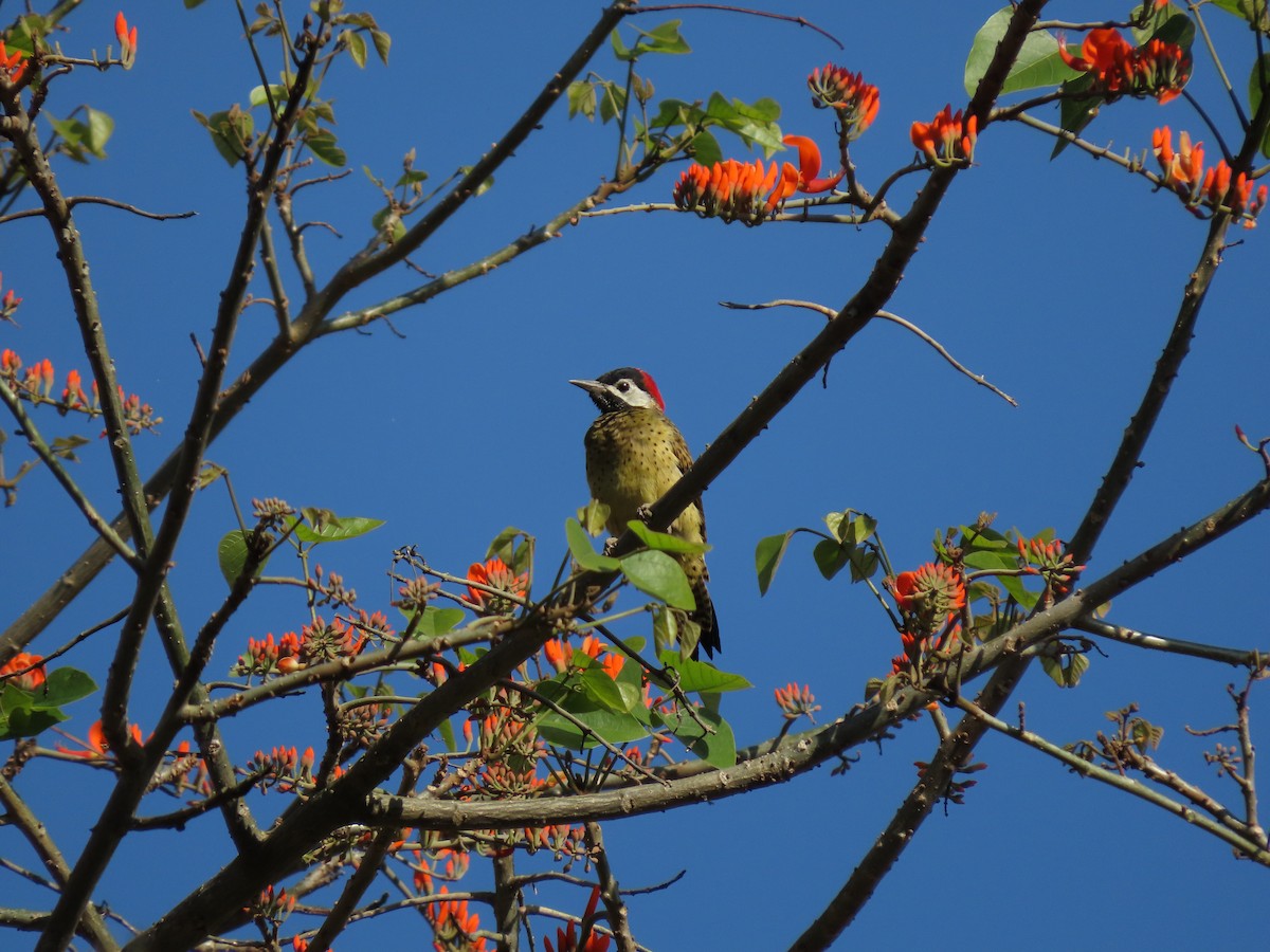 Spot-breasted Woodpecker - ML621084466