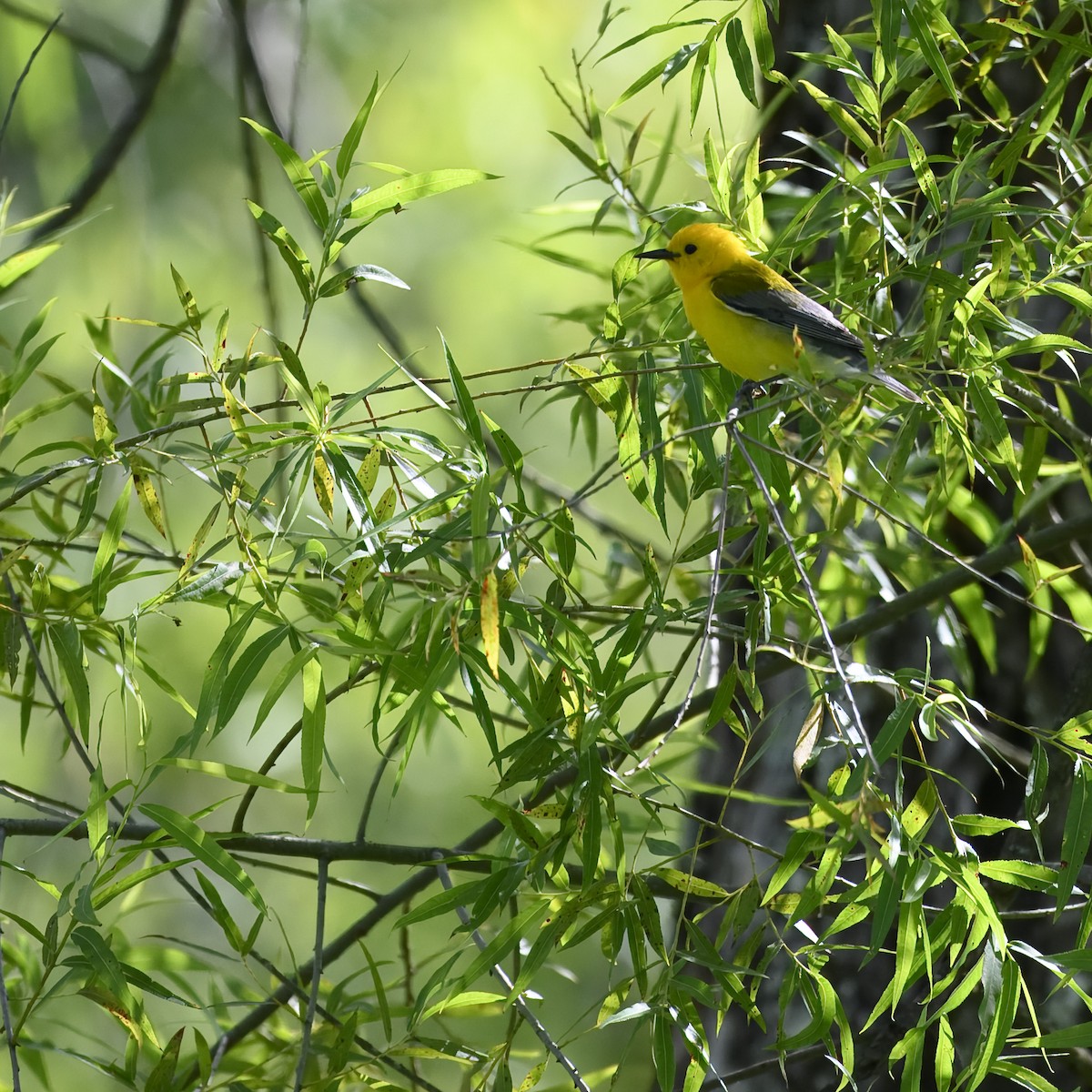 Prothonotary Warbler - ML621084474
