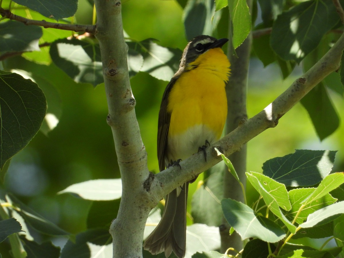 Yellow-breasted Chat - ML621084475