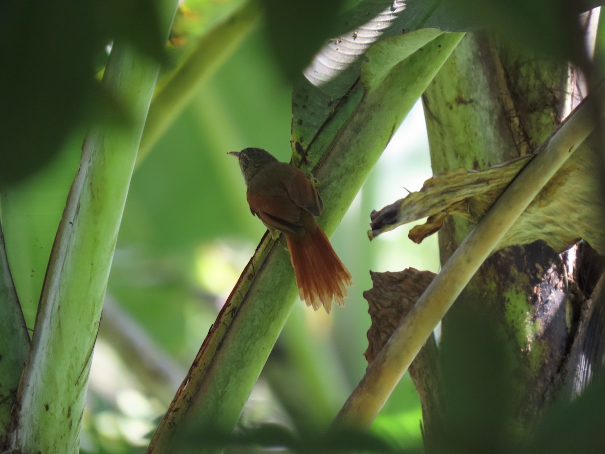 Crested Spinetail - ML621084503