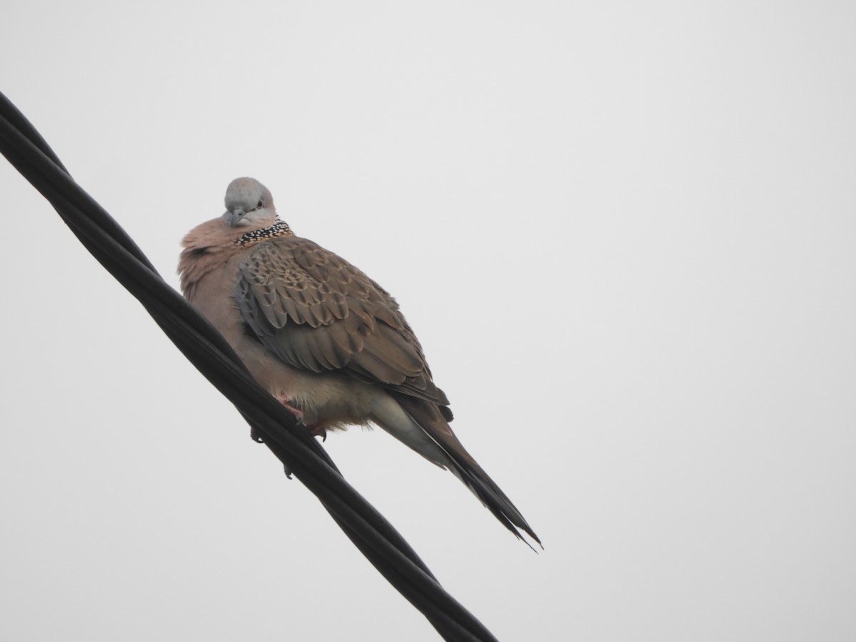 Spotted Dove - ML621084516