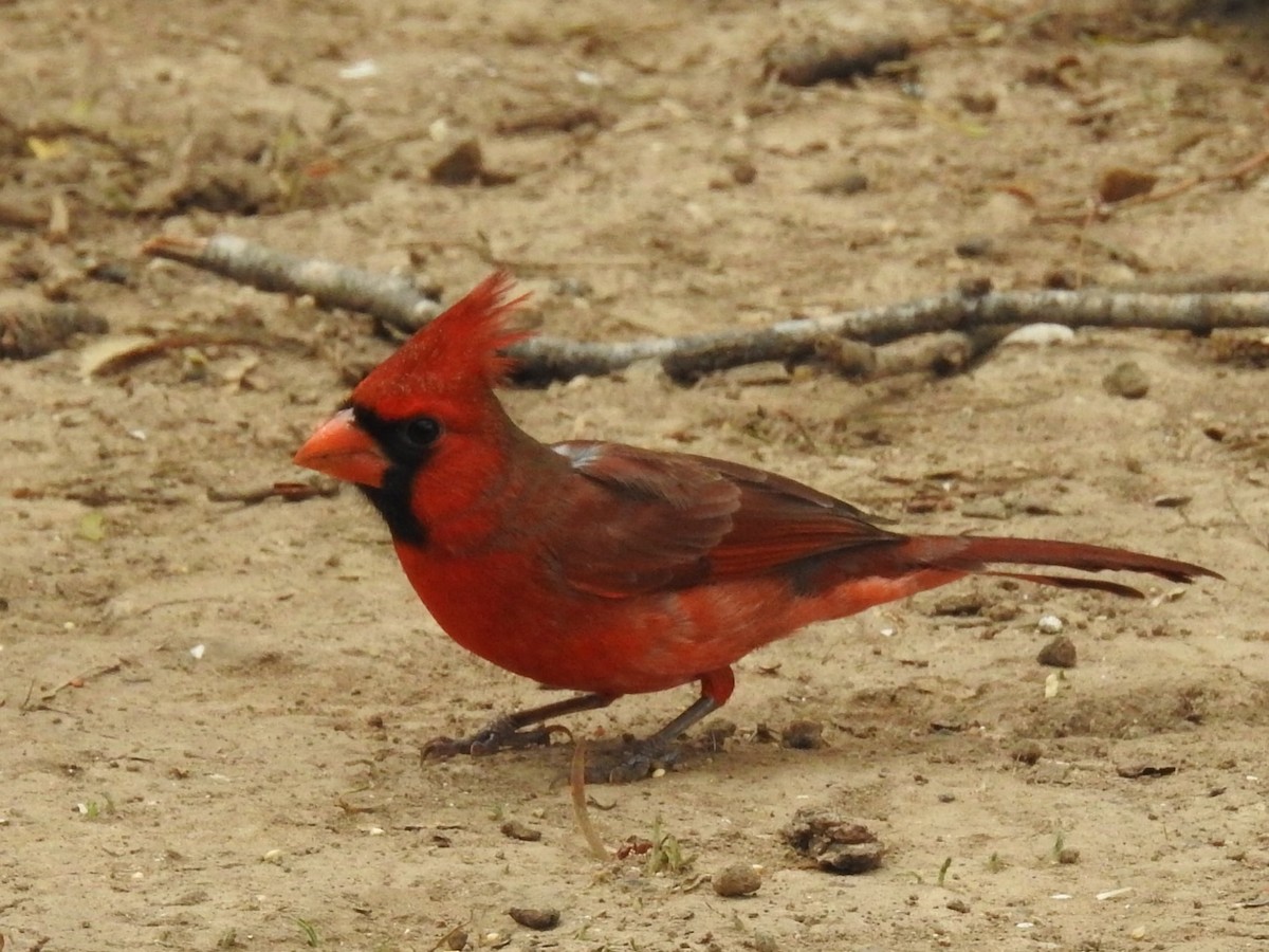 Cardinal rouge - ML621084536
