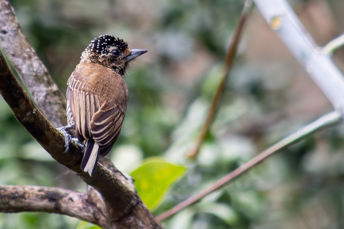 White-barred Piculet - ML621084539