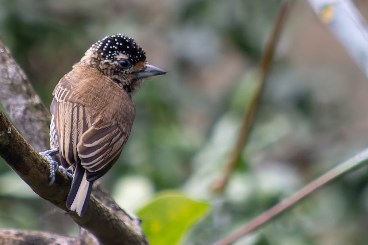 White-barred Piculet - ML621084547