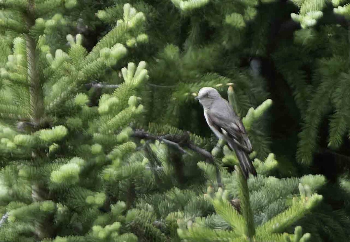 Townsend's Solitaire - ML621084548