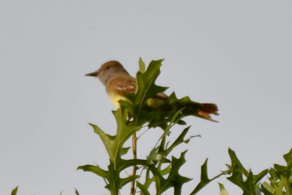 Great Crested Flycatcher - ML621084554