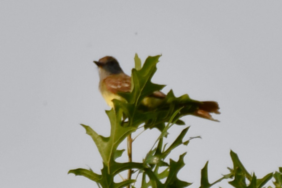 Great Crested Flycatcher - ML621084555