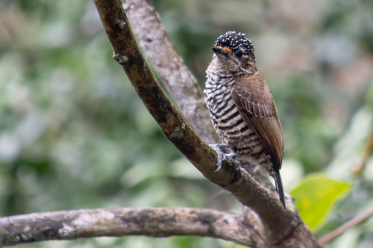 White-barred Piculet - ML621084562