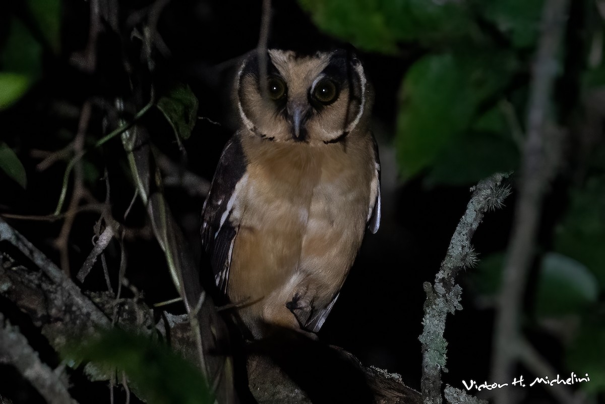 Buff-fronted Owl - ML621084574