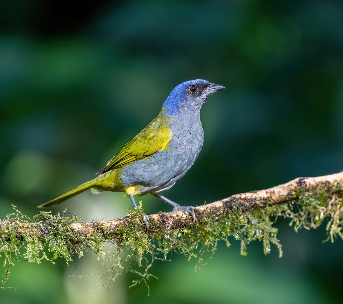 Blue-capped Tanager - ML621084583