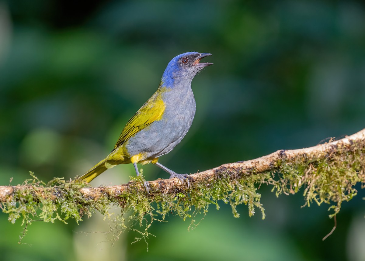 Blue-capped Tanager - ML621084584