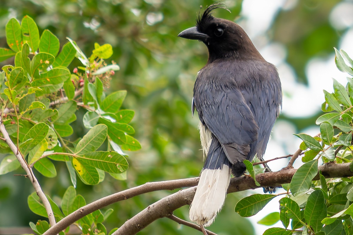 Curl-crested Jay - ML621084619