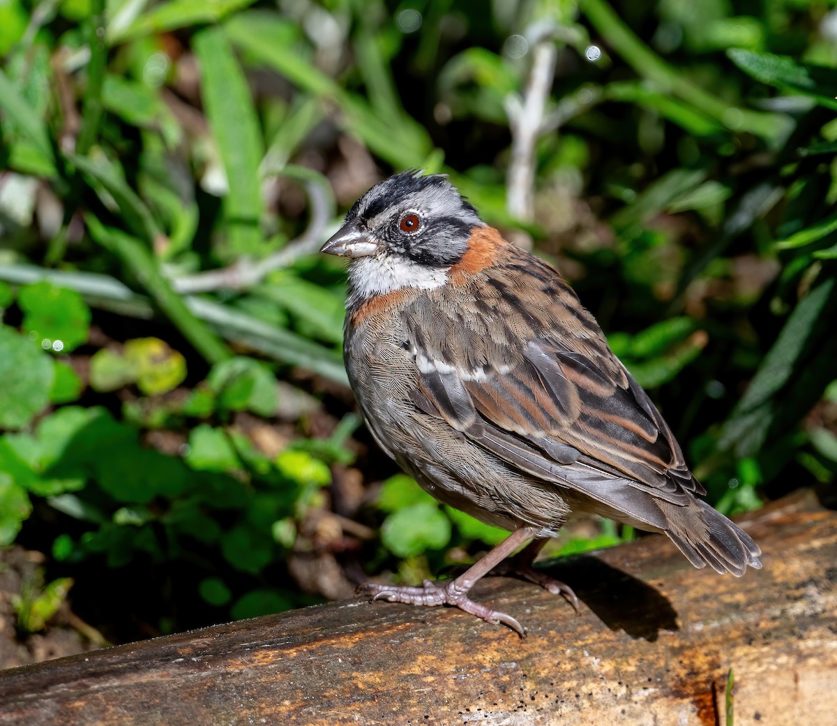 Rufous-collared Sparrow (Rufous-collared) - ML621084644