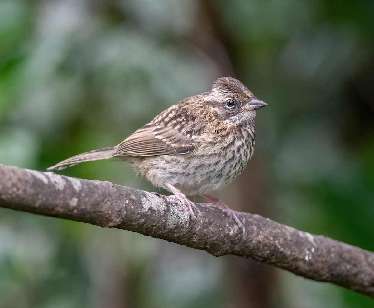 Rufous-collared Sparrow (Rufous-collared) - ML621084646