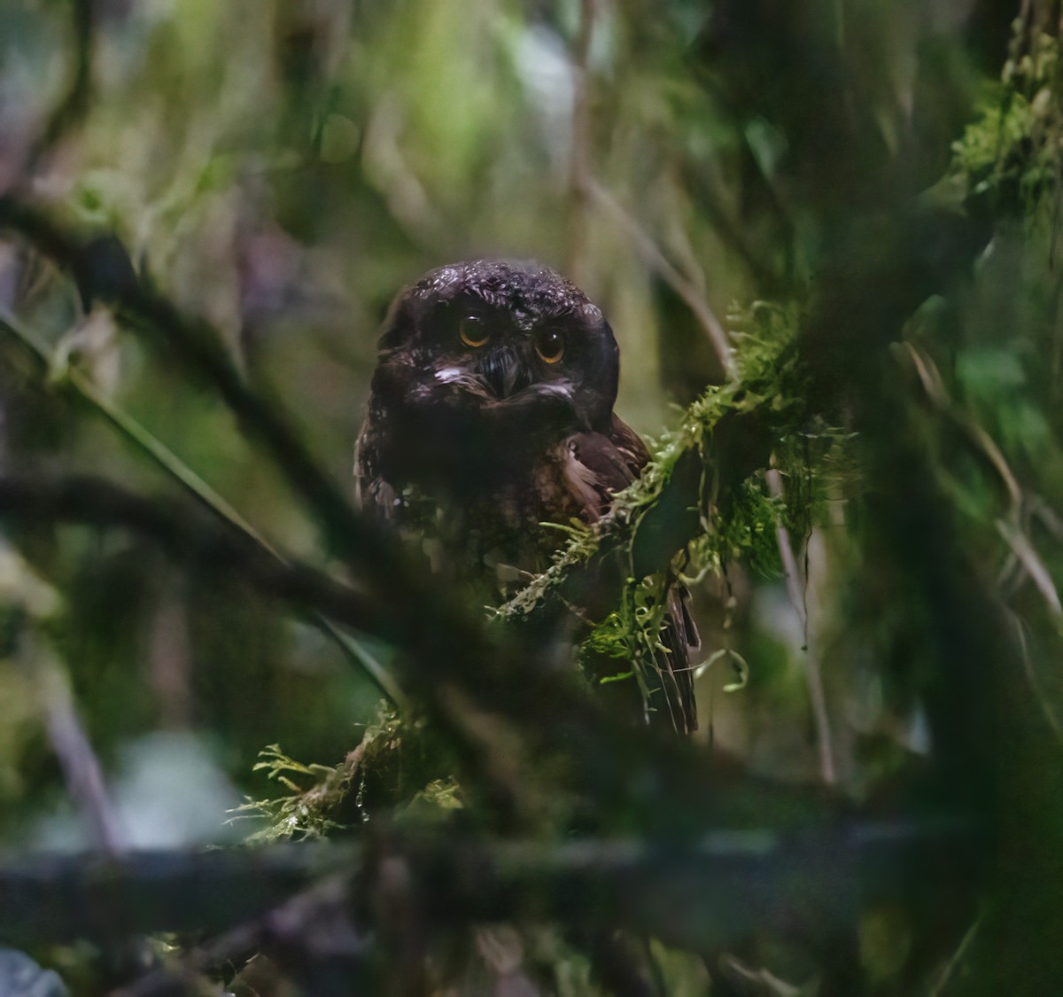 White-throated Screech-Owl - Leah Turner