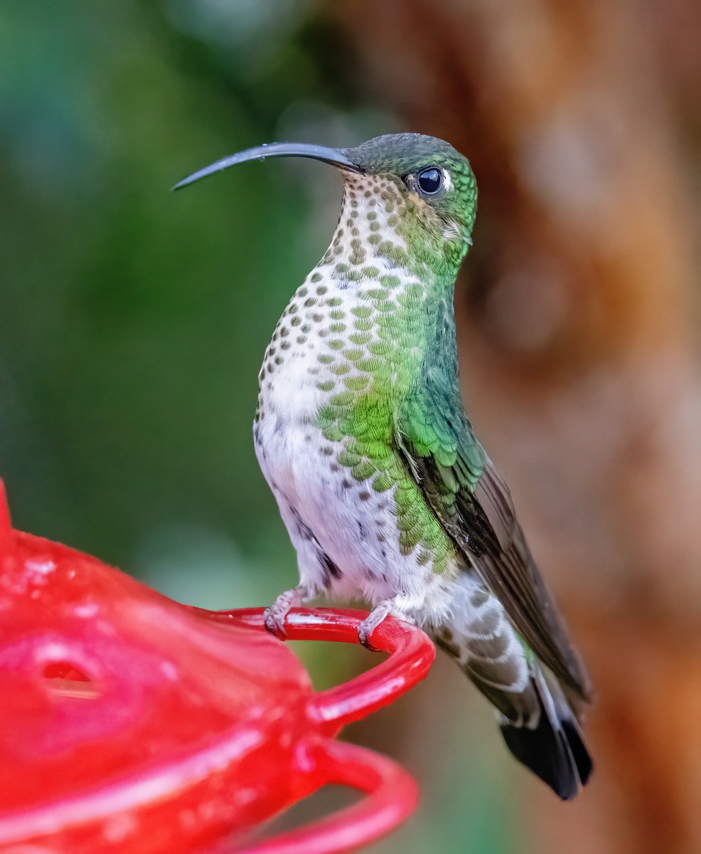 kolibřík aksamitový - ML621084753
