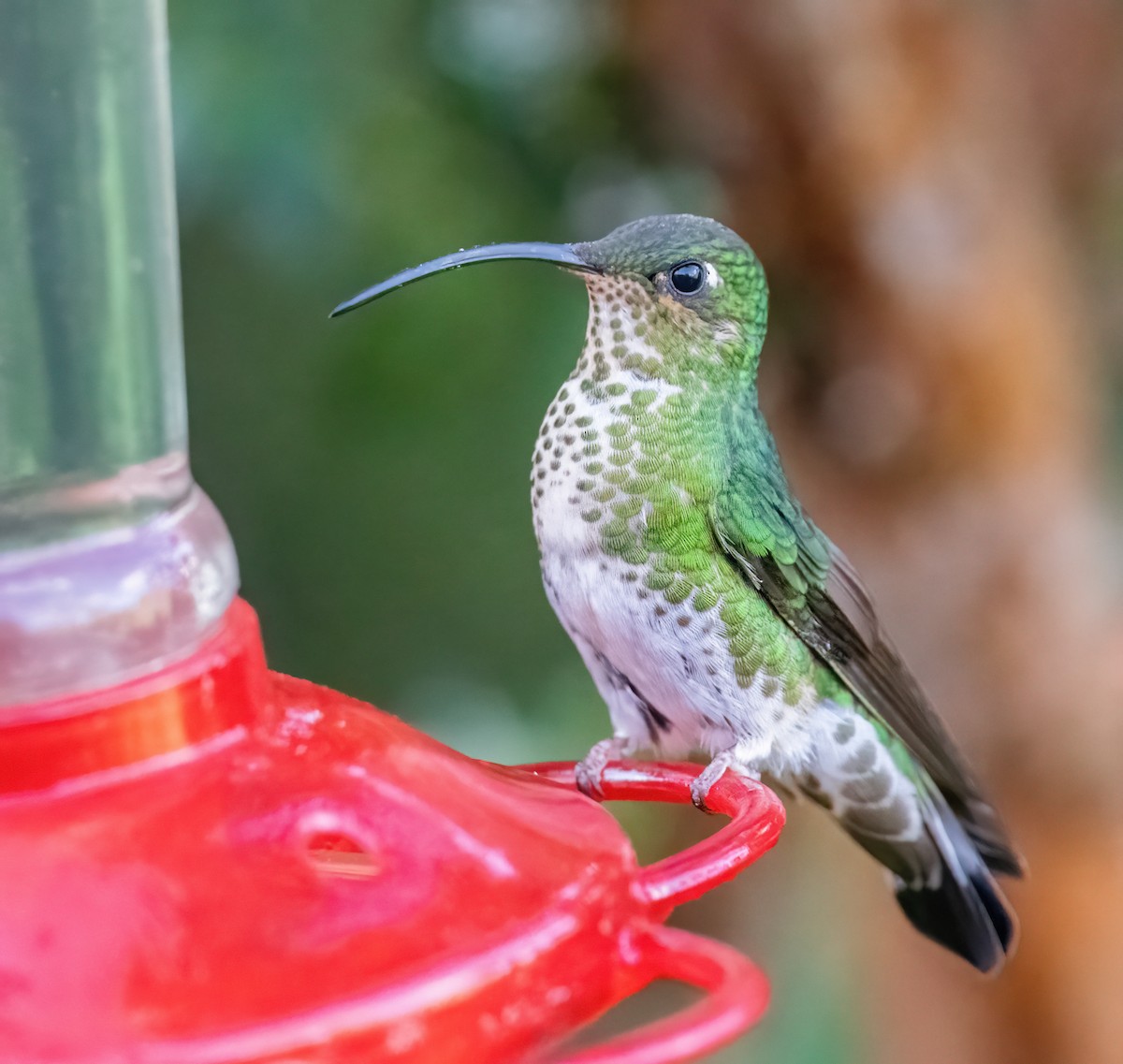kolibřík aksamitový - ML621084754