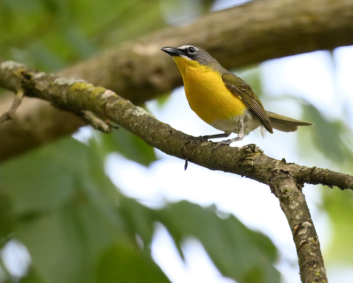 Yellow-breasted Chat - ML621084756