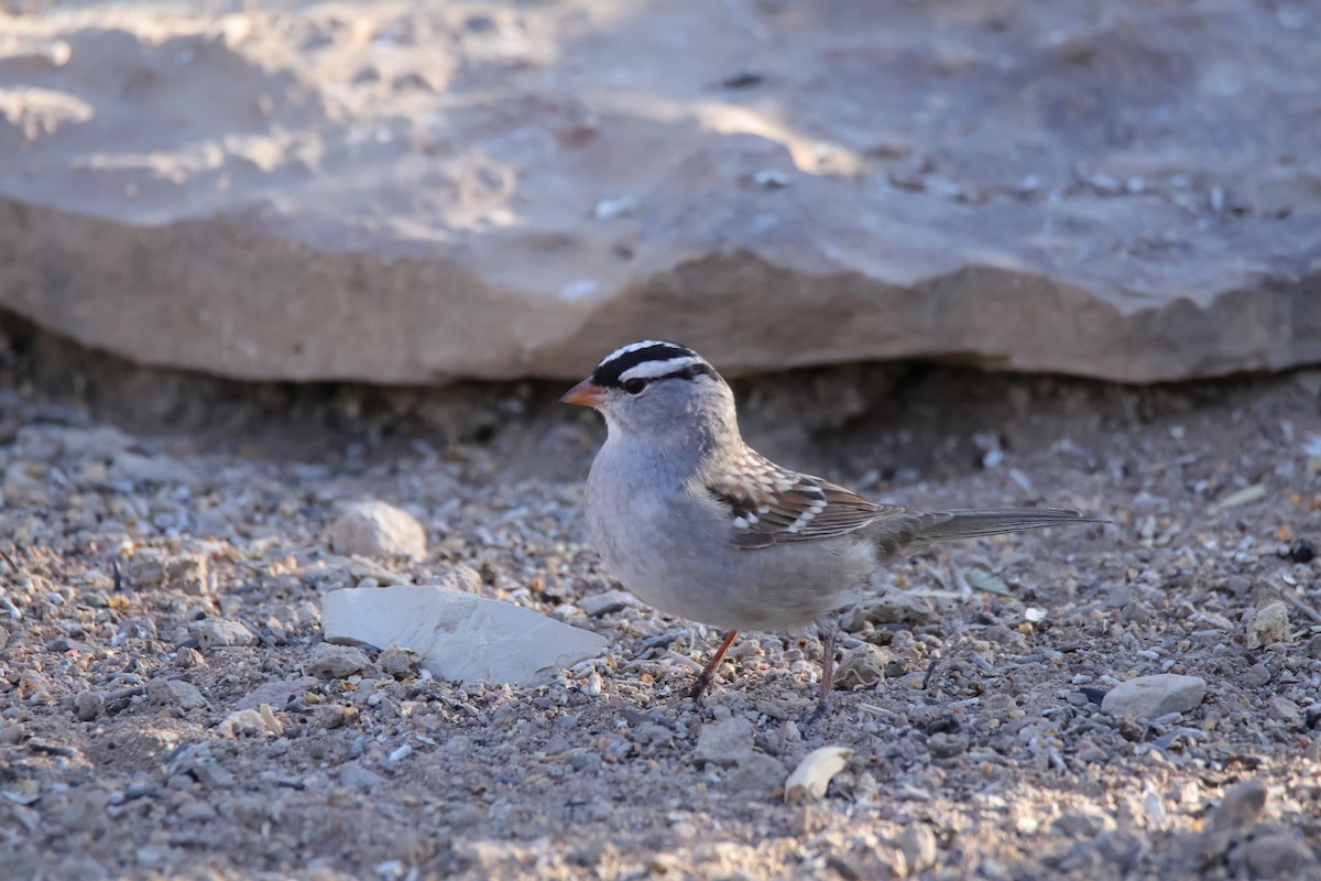 White-crowned Sparrow (Dark-lored) - ML621084758